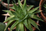 Aloe polyphylla RCP8-2014 268.JPG